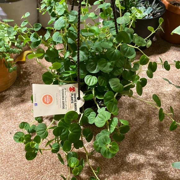 peperomia serpen cuttings (3 cutting=$15) - Picture 1 of 2